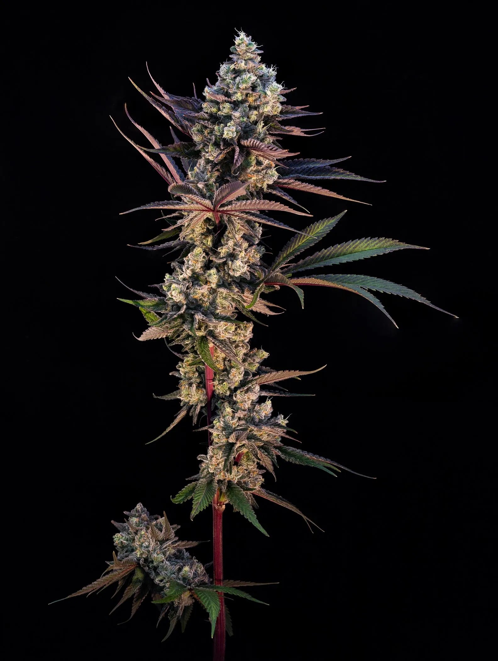 Crunch Berries Pre-Roll - 3 x 0.5g