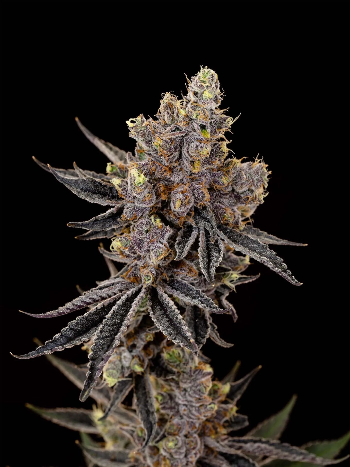 Mint Chocolate Chip Pre-Roll - 3 x 0.5g