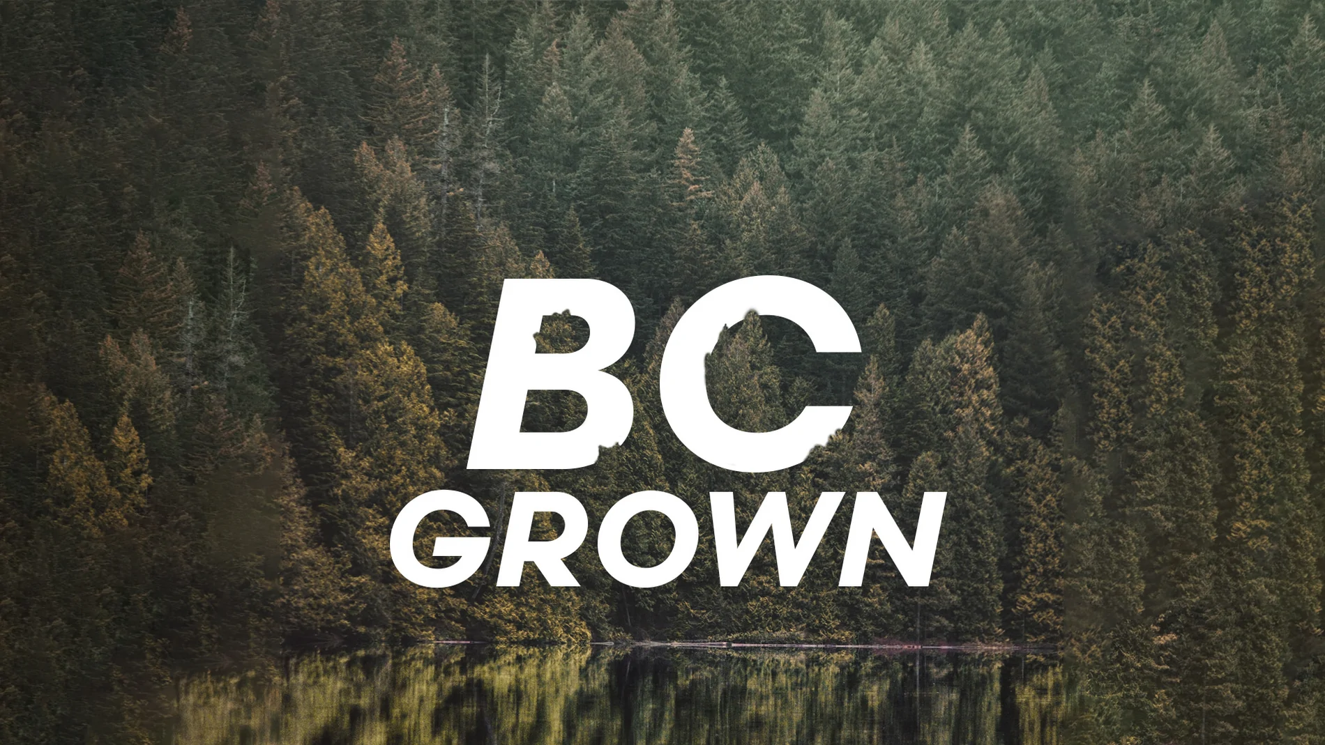 BC BUD: LIMITED TIME OFFER!
